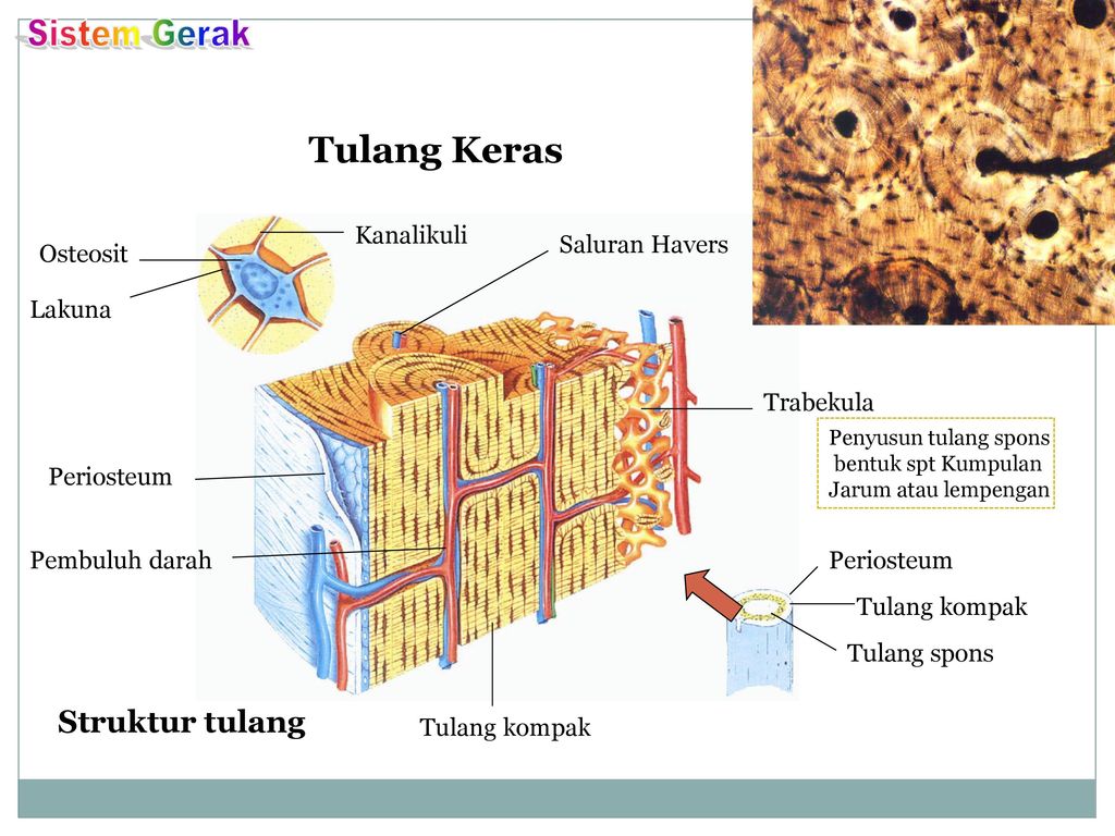 Detail Gambar Tulang Spons Nomer 26