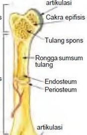 Detail Gambar Tulang Spons Nomer 31