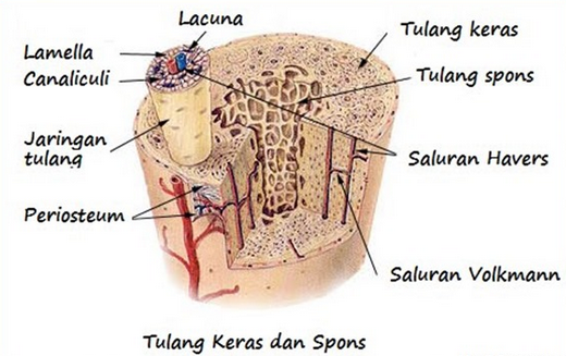 Detail Gambar Tulang Spons Nomer 42