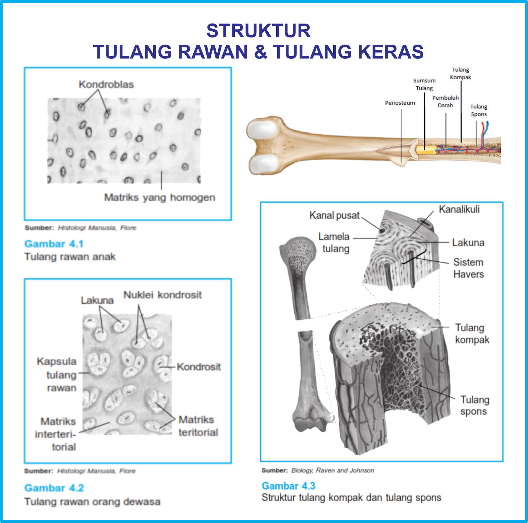 Detail Gambar Tulang Spons Nomer 47