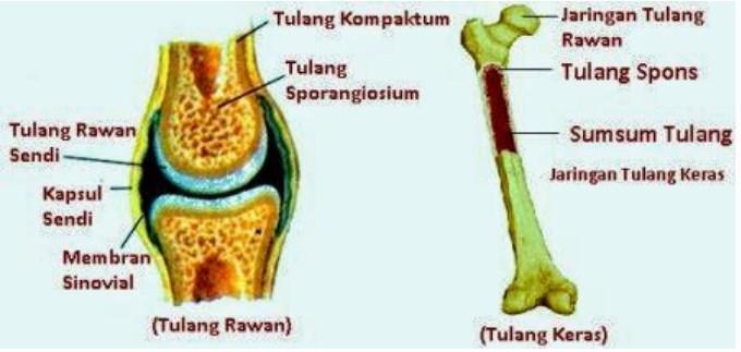 Detail Gambar Tulang Spons Nomer 53