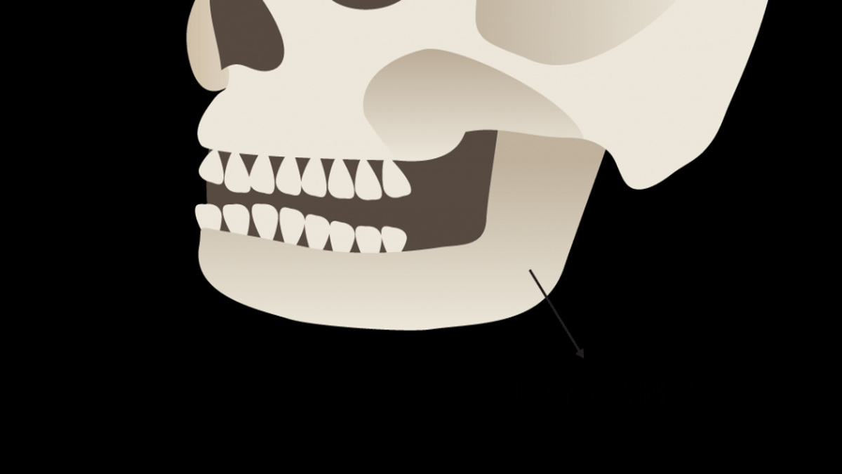 Detail Gambar Tulang Tak Beraturan Nomer 15