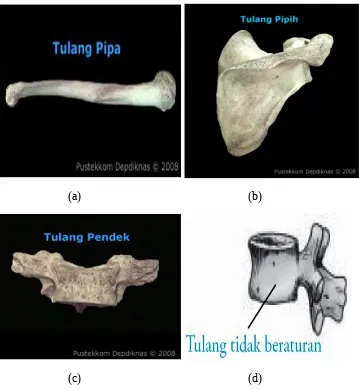 Detail Gambar Tulang Tak Beraturan Nomer 21