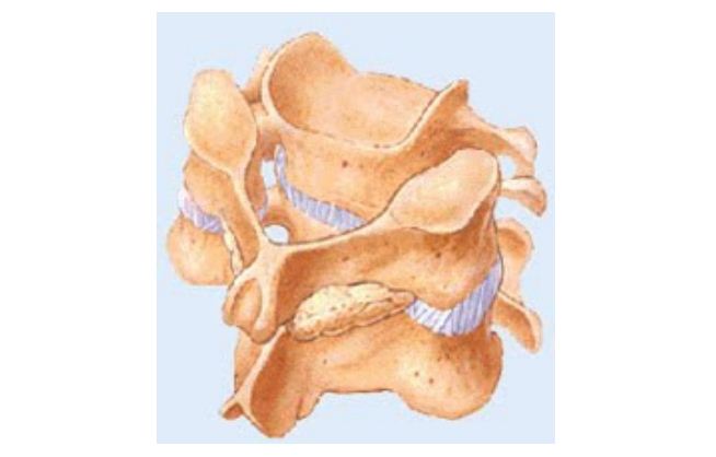 Detail Gambar Tulang Tak Beraturan Nomer 5