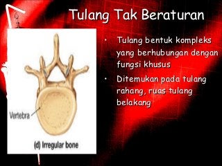 Detail Gambar Tulang Tak Beraturan Nomer 48