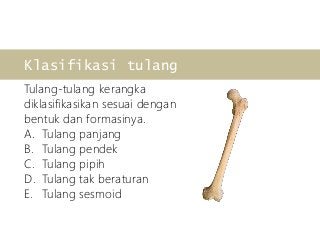 Detail Gambar Tulang Tak Beraturan Nomer 53