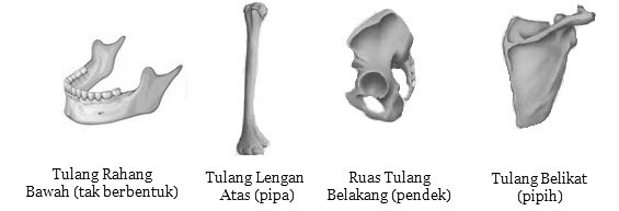 Detail Gambar Tulang Tak Beraturan Nomer 6