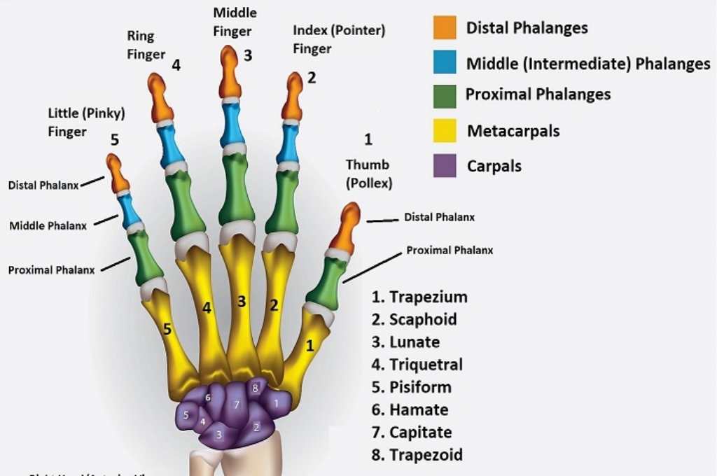 Detail Gambar Tulang Tangan Nomer 40