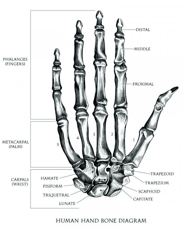 Detail Gambar Tulang Tangan Nomer 48