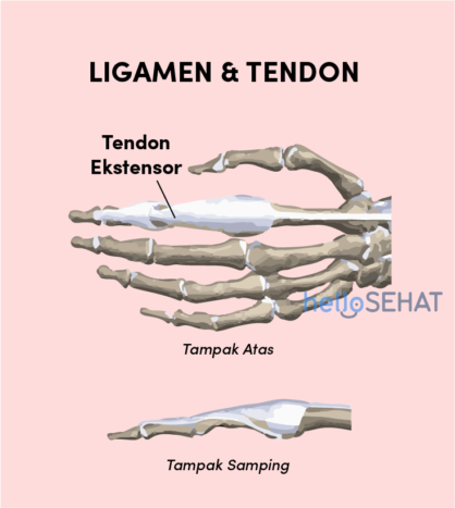 Detail Gambar Tulang Tangan Nomer 56