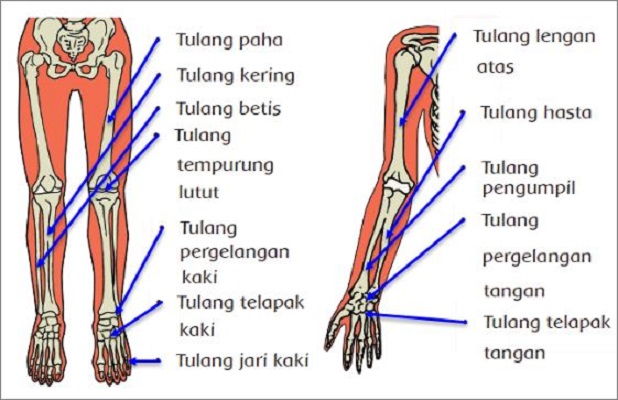 Detail Gambar Tulang Telapak Kaki Nomer 16