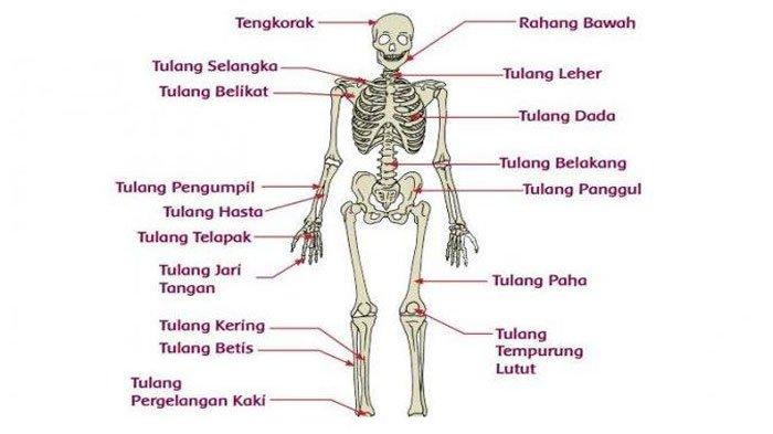 Detail Gambar Tulang Telapak Kaki Nomer 35