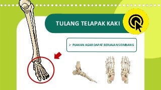 Detail Gambar Tulang Telapak Kaki Nomer 56