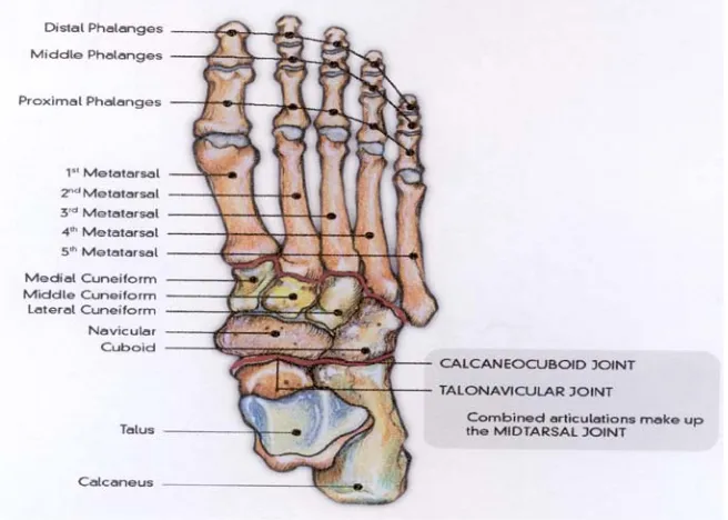 Detail Gambar Tulang Telapak Kaki Nomer 58