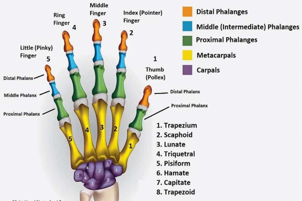 Detail Gambar Tulang Telapak Tangan Nomer 13