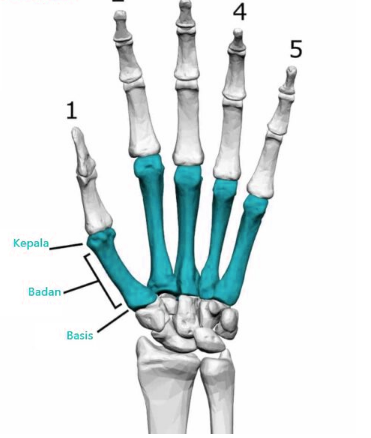 Detail Gambar Tulang Telapak Tangan Nomer 15