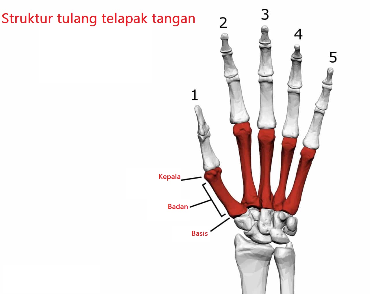 Detail Gambar Tulang Telapak Tangan Nomer 22