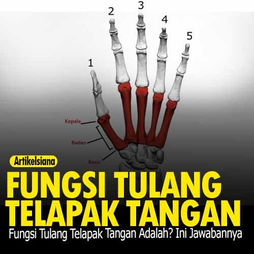 Detail Gambar Tulang Telapak Tangan Nomer 36