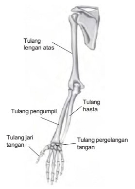 Detail Gambar Tulang Telapak Tangan Nomer 39