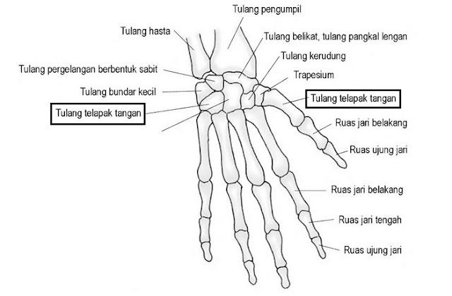 Detail Gambar Tulang Telapak Tangan Nomer 10