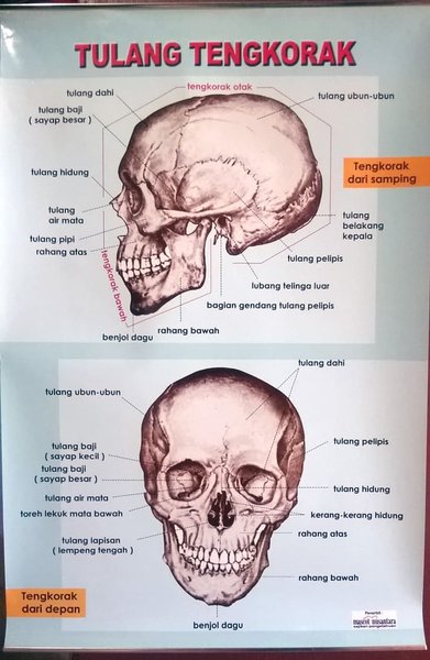 Detail Gambar Tulang Tengkorak Nomer 17