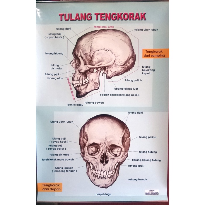 Detail Gambar Tulang Tengkorak Nomer 22