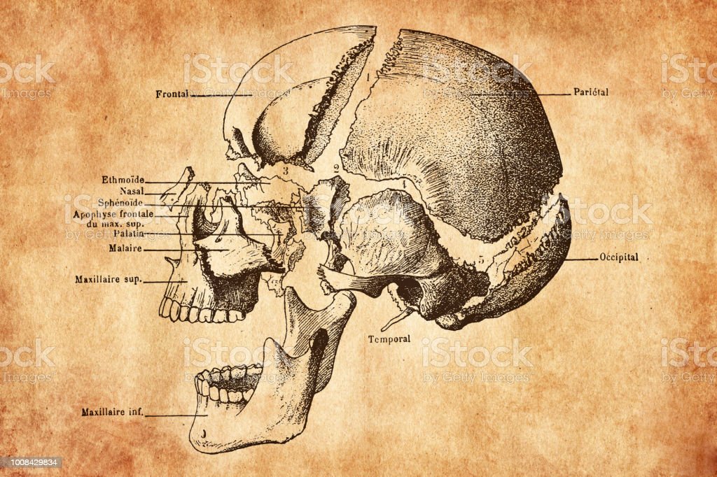 Detail Gambar Tulang Tengkorak Nomer 27