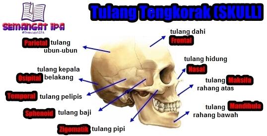 Detail Gambar Tulang Tengkorak Nomer 33