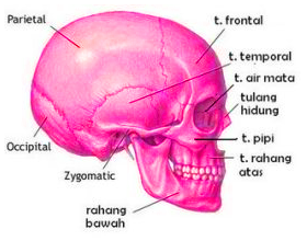 Detail Gambar Tulang Tengkorak Nomer 35