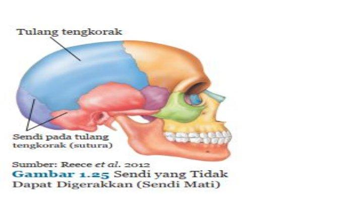 Detail Gambar Tulang Tengkorak Nomer 43