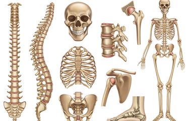 Detail Gambar Tulang Tengkorak Nomer 55