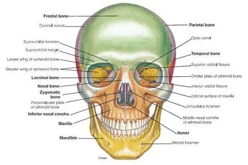 Detail Gambar Tulang Tengkorak Dan Bagiannya Nomer 17