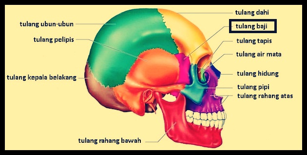 Detail Gambar Tulang Tengkorak Dan Bagiannya Nomer 21