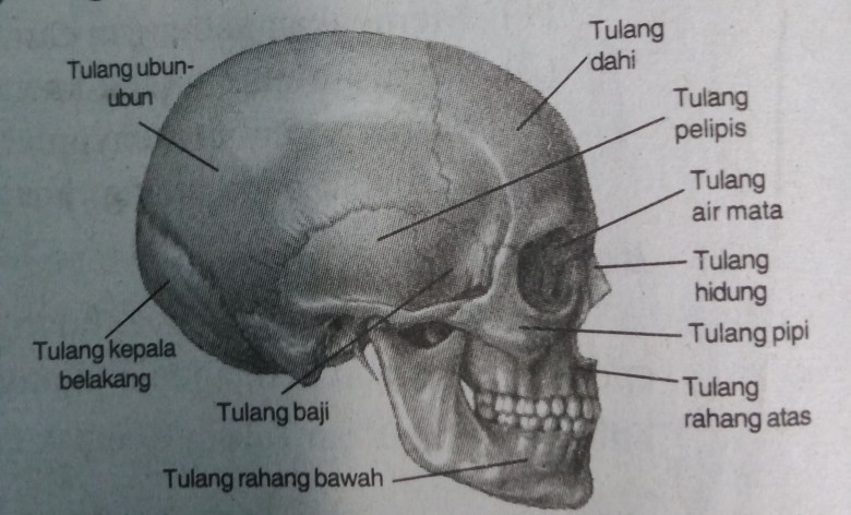 Detail Gambar Tulang Tengkorak Dan Bagiannya Nomer 25