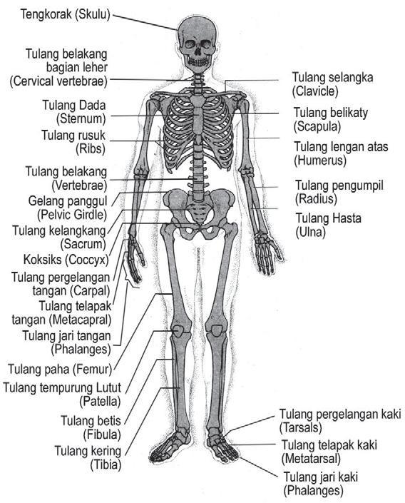 Detail Gambar Tulang Tengkorak Dan Bagiannya Nomer 29