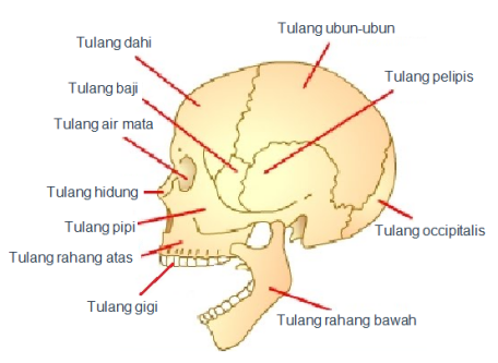 Detail Gambar Tulang Tengkorak Dan Bagiannya Nomer 30