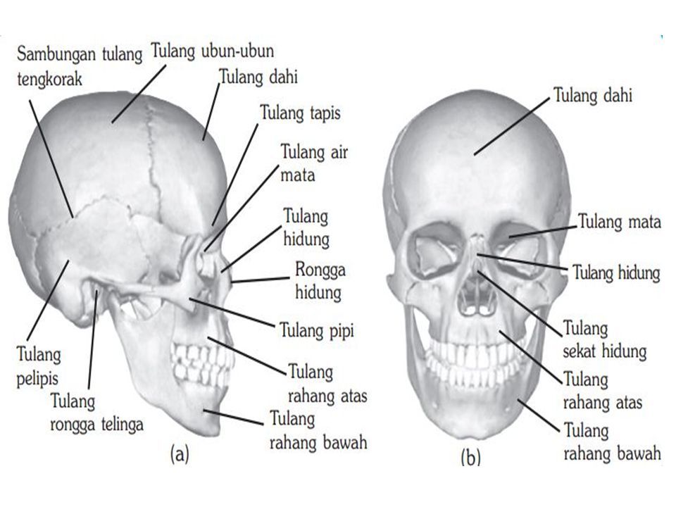 Detail Gambar Tulang Tengkorak Dan Bagiannya Nomer 36