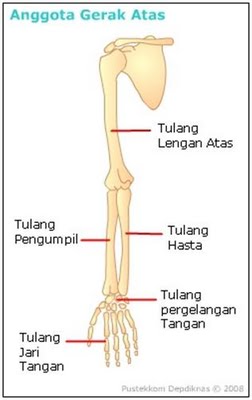 Detail Gambar Tulang Tengkorak Dan Bagiannya Nomer 42