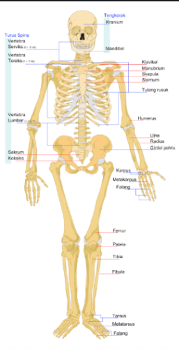 Detail Gambar Tulang Tengkorak Dan Bagiannya Nomer 48