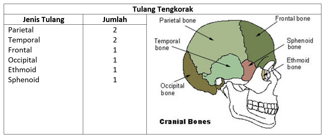 Detail Gambar Tulang Tengkorak Dan Bagiannya Nomer 50