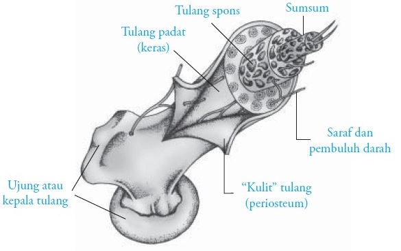 Detail Gambar Tulang Tidak Beraturan Nomer 12