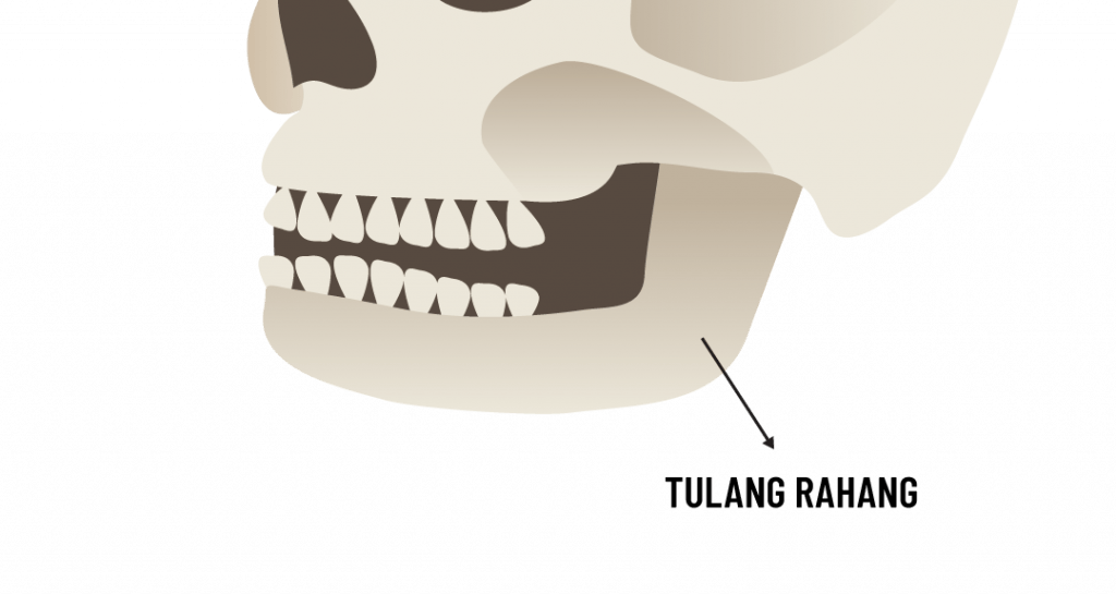 Detail Gambar Tulang Tidak Beraturan Nomer 14