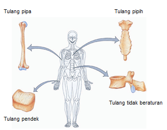 Detail Gambar Tulang Tidak Beraturan Nomer 21