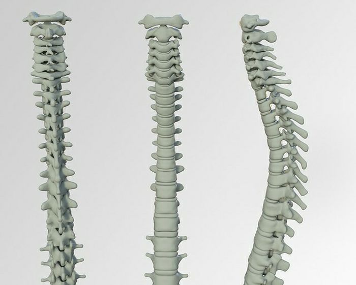 Detail Gambar Tulang Tidak Beraturan Nomer 32
