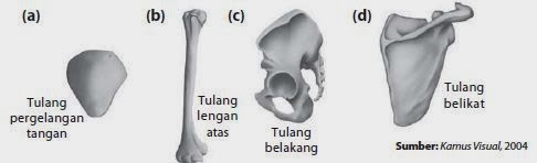 Detail Gambar Tulang Tidak Beraturan Nomer 51