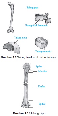Detail Gambar Tulang Tidak Beraturan Nomer 6