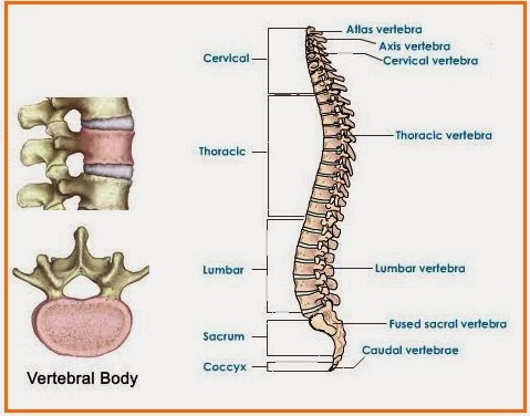 Detail Gambar Tulang Tidak Beraturan Nomer 8