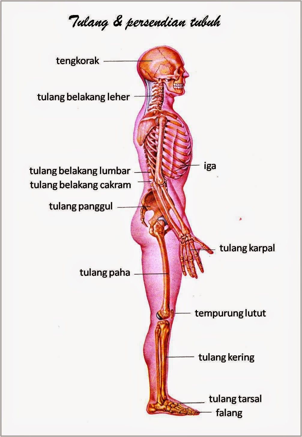 Detail Gambar Tulang Tubuh Mesin Nomer 47