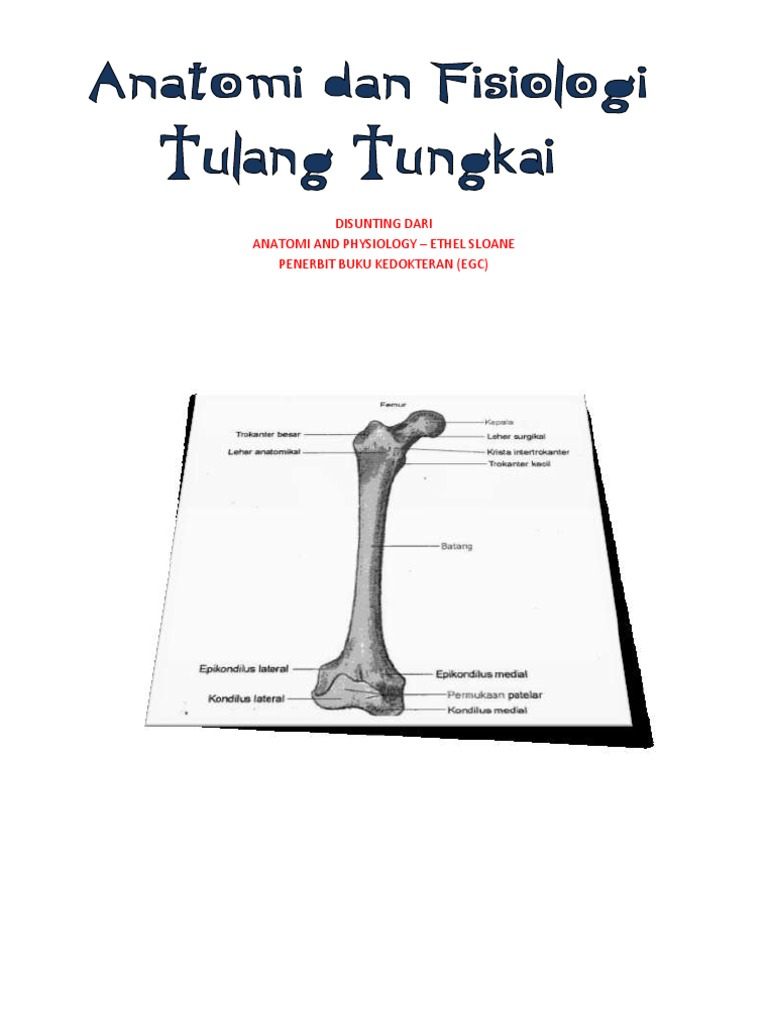 Detail Gambar Tulang Tungkai Nomer 9