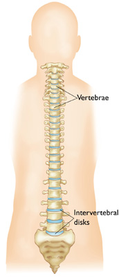 Detail Gambar Tulang Vertebra Nomer 10